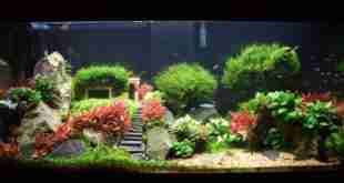 Aquascape
