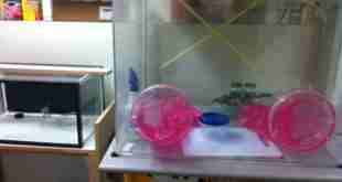 Crude setup for successful plant tissue culture.