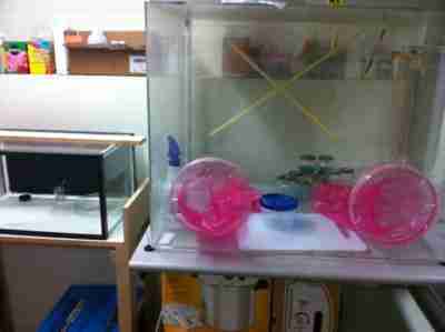 Crude setup for successful plant tissue culture.
