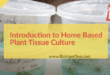 Home Tissue Culture Can be Fun and Productive for Anyone.