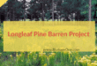 Longleaf_Pine_Barren_Project