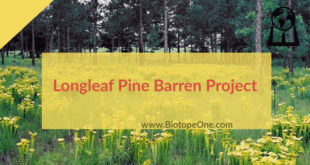 Longleaf_Pine_Barren_Project
