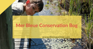 Mer Bleue Conservation Area Sphagnum Peat Bog