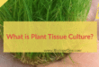 What is Plant Tissue Culture?