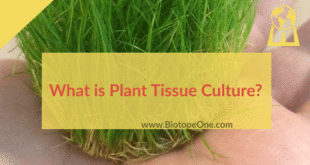 What is Plant Tissue Culture?