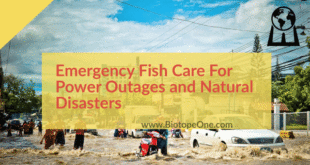 Caring for Fish Without Electricity