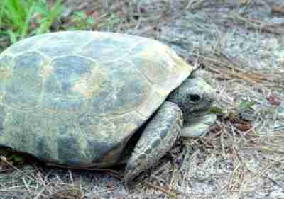 gopher_tortoise-Chris_Evans