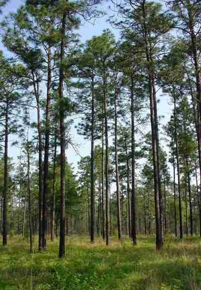 longleaf-pines-chuck_BergeronUGA