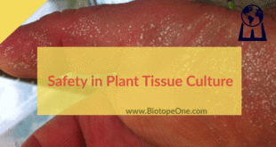 Safety in plant tissue culture.