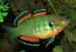 Hypseleotris_compressa-Frank M. Greco