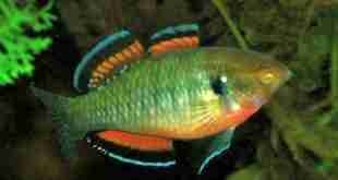 Hypseleotris_compressa-Frank M. Greco