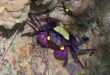Vampire Crab of Indonesia
