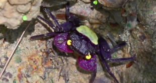 Vampire Crab of Indonesia