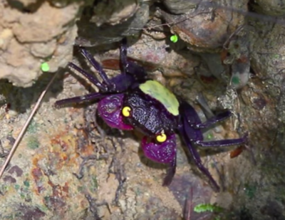 Vampire Crab of Indonesia