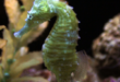 Hippocampus erectus