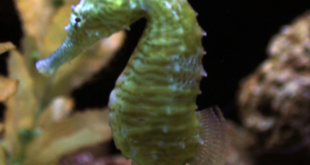 Hippocampus erectus