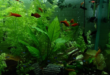 Better Terms for High and Low Tech Planted Aquariums