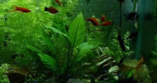 Better Terms for High and Low Tech Planted Aquariums