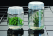Magenta B caps on baby food jars work very well for plant tissue culture.