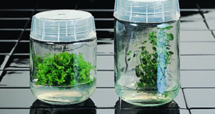 Magenta B caps on baby food jars work very well for plant tissue culture.