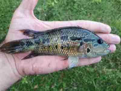 motaguensis