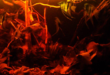 Rio Atabapo Blackwater Biotope