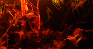 Rio Atabapo Blackwater Biotope