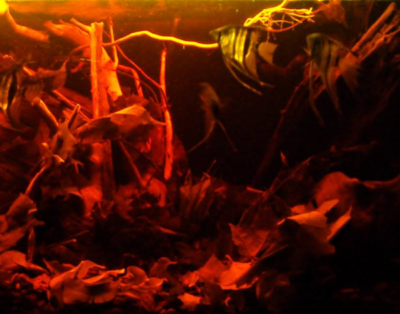 Rio Atabapo Blackwater Biotope
