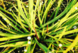 Cryptocoryne spiralis var spiralis as an ayurvedic medicinal plant