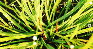 Cryptocoryne spiralis var spiralis as an ayurvedic medicinal plant