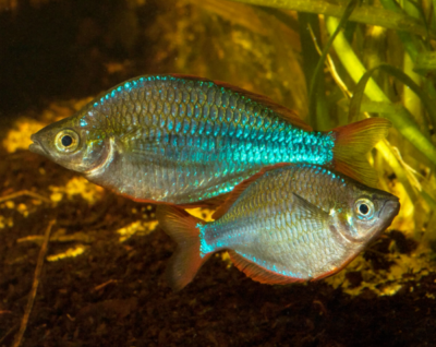Biotope Aquarium Neon Rainbow West Papua