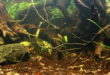 Biotope Aquarium Neon Rainbow West Papua
