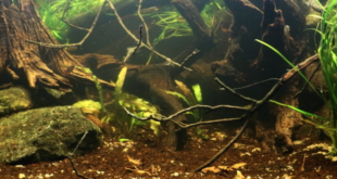 Biotope Aquarium Neon Rainbow West Papua
