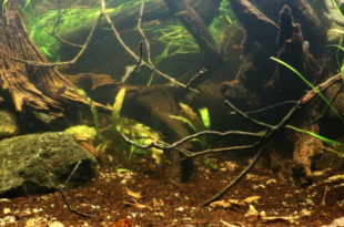 Biotope Aquarium Neon Rainbow West Papua
