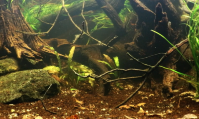 Biotope Aquarium Neon Rainbow West Papua