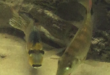 Tylochromis lateralis