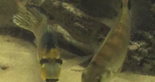 Tylochromis lateralis