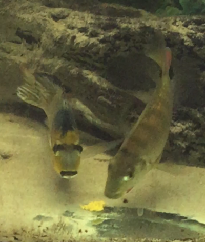 Tylochromis lateralis
