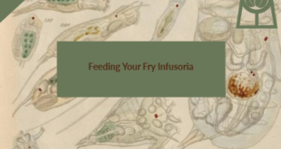 Feeding Infusoria to Your Egglayer Fish Fry