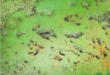 Green water can be controlled rather easily.