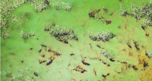 Green water can be controlled rather easily.