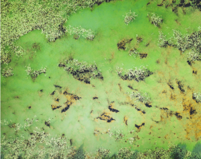 Green water can be controlled rather easily.