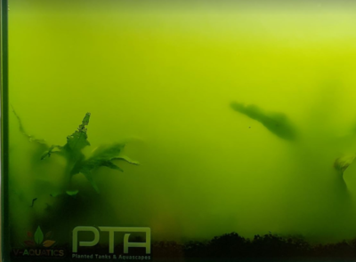 Green water algae can be cleared rather easily.