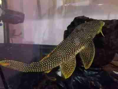 Rare Plecostomus can be bred by the hobbyist.
