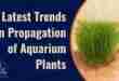 Latest Trends in Propagation of Aquarium Plants