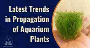Latest Trends in Propagation of Aquarium Plants