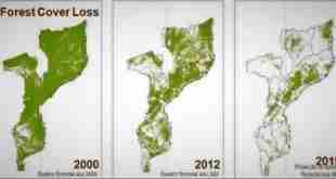 The whole world is suffering from deforestation.