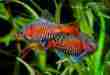 odessa_barb_Pethia padamya