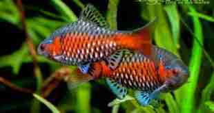 odessa_barb_Pethia padamya