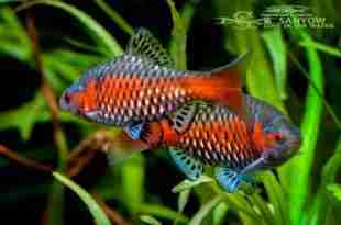 odessa_barb_Pethia padamya